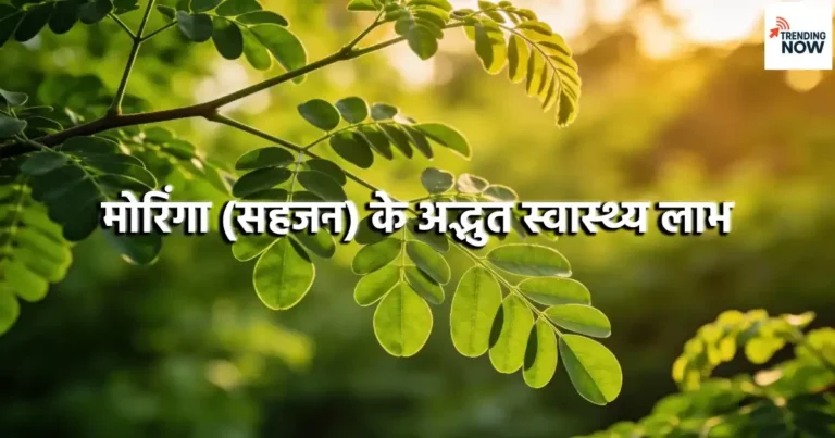 Moringa Benefits - मोरिंगा की ताजी हरी पत्तियां - पोषक तत्वों का प्राकृतिक स्रोत