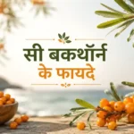 सी बकथॉर्न के नारंगी फल हिमालय की पहाड़ियों पर - Sea Buckthorn berries on Himalayan hills