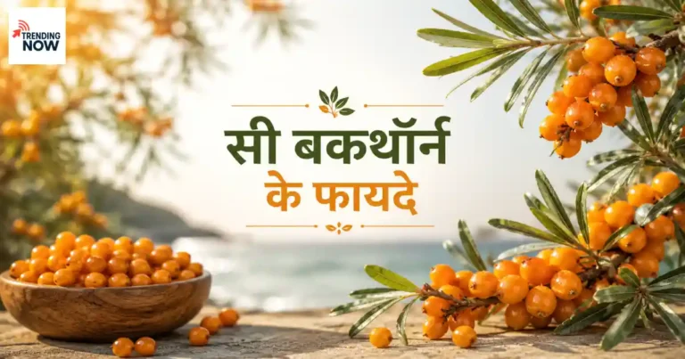 सी बकथॉर्न के नारंगी फल हिमालय की पहाड़ियों पर - Sea Buckthorn berries on Himalayan hills